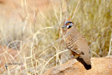 Spinifex Pigeon