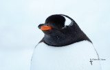 Gentoo Penguin