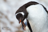 Gentoo Penguin