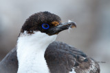 Antarctic Shag