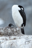 Antarctic Shag