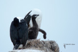 Anarctic Shag