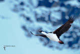 Antarctic Shag