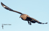 Brown Skua