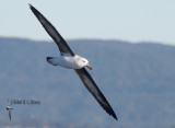 Black-browed Albatross