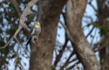 Cockatiel