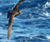 Sooty Shearwater