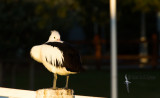 Australian Pelican