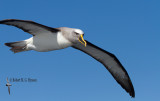 Bullers Albatross