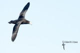 Northern Giant-petrel