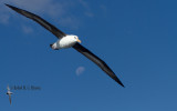 Campbell Island Albatross