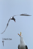 Antarctic Tern