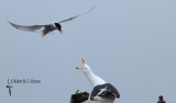 Antarctic Tern