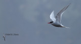 Antarctic Tern