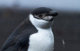 Chinstrap Penguin