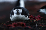 Chinstrap Penguin