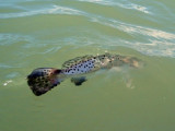 DSCF0663