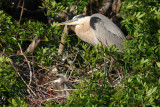 great blue heron 5697s.jpg