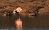 A Sleepy Flamingo...