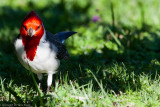 Cardenal