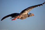 Southern Screamer #3