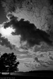 a Cloud, a Tree and a bit of Water