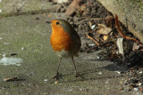 Roodborst
