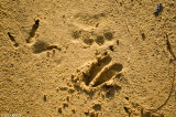 Bear, Deer & Turkey Tracks- Long Ridge Sanctuary