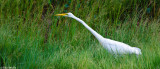 Outstretched Great Egret