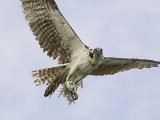 Osprey Prey 1.jpg