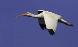 White Ibis Flight
