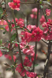 Azaleas