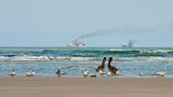 Pelicans and Shrimpers