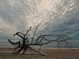 Little Talbot Island #2