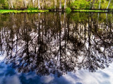 River and Trees