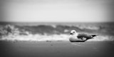 B&W Gull