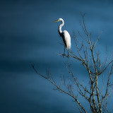 Egret Sky and Tree