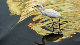 Egret in Color II