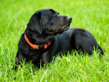 Barney in the Green Grass