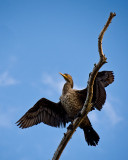 Anhinga from Below II