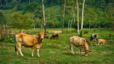 Guatemalan Pasture