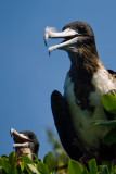 Frigatebirds