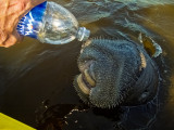 A Drink with a Manatee