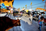 Cow on the Catwalk