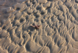 Starfish on Wave Shapped Beach 