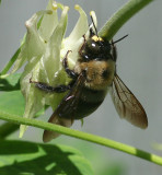 Collecting Honey