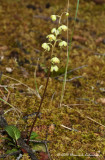 K224942-Greenish-Flowered Wintergreen (Pyrola chlorantha).jpg