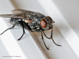 K5D0024-Flesh Fly.jpg