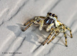 K5D0277-Metaphid Jumping Spider.jpg