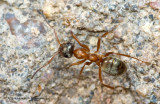 K5D0228-Little Red Ant.jpg